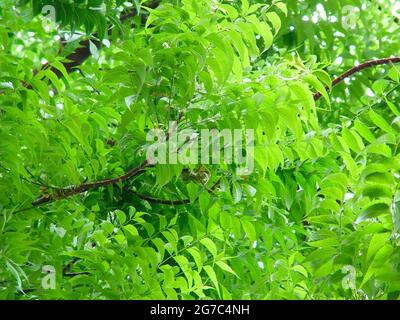Neem tree greenish branch with dense leaves Stock Photo