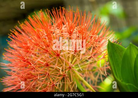 Blood lily is a bulbous perennial also called African blood lily is the most stunning of all bulbs. Commonly called blood lily or mayflower Stock Photo
