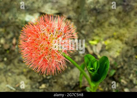 Blood lily is a bulbous perennial. It is tender and deciduous. This exotic herb bears broad, brilliant green leaves, arranged spirally Stock Photo