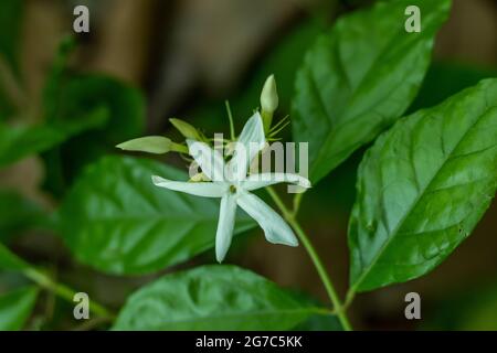 Catalonian jasmine or Spanish jasmine. Jasminum grandiflorum, also known variously as the white flower Spanish Jasmine, Royal jasmine, Catalan jasmine Stock Photo