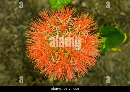 Commonly called blood lily or mayflower or Blood Lily aka Fireball Lily, is a relative of the Amaryllis and just as easy to grow indoors and outdoors Stock Photo