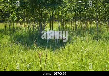 Male white European fallow deer graze in a meadow. Summer landscape. Dama dama Stock Photo