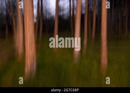 Blurred motion of trees in a forest Stock Photo
