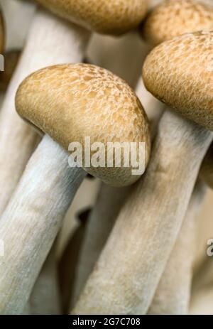 Macro brown beech mushrooms or  Shimeji mushroom or Bunna-shimeji on white background, vertical image. Stock Photo