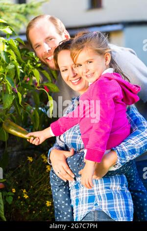 Mother, father and daughter in garden harvesting vegetables Stock Photo