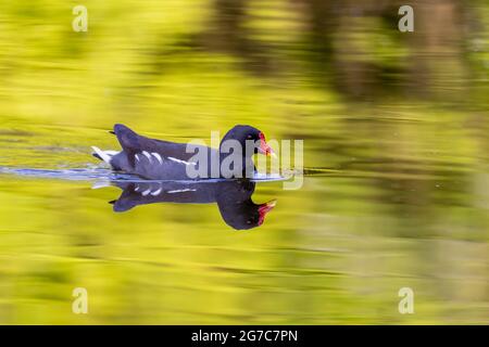 Common moorhen (Gallinula chloropus) swimming in a pond in Frankfurt, Germany. Stock Photo