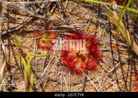 Close-up of Drosera trinervia, a carnivorous plant from the Sundew family, seen in the Cederberg in the Western Cape of South Africa Stock Photo