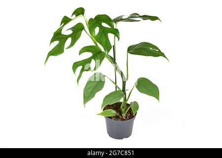 Exotic 'Rhaphidophora Tetrasperma' houseplant with small leaves with windows in flower pot isolated on white background Stock Photo