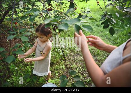 Cute baby girl with her mother picking cherries in orchard. Cherry harvesting Stock Photo