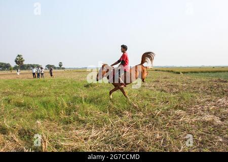 The horse race or Ghora Dabor, is a traditional sporting event held on mud road or open field, right after harvesting in the winter. Stock Photo