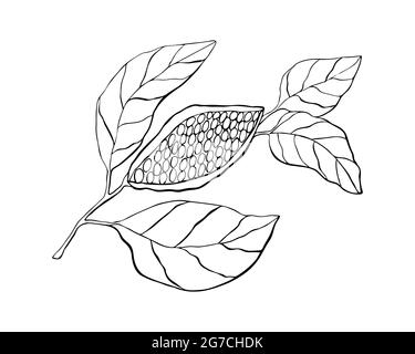 Cocoa plant with fruit and leaves, hand drawing, doodling, black outline silhouette, isolated on white background. Vector illustration Stock Vector