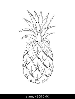 Pineapple doodling, black contour hand drawing, on a white background, isolated. Vector illustration Stock Vector