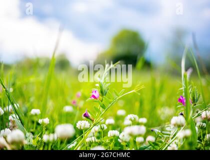 Spring or summer nature background with green grass and wildflowers Stock Photo