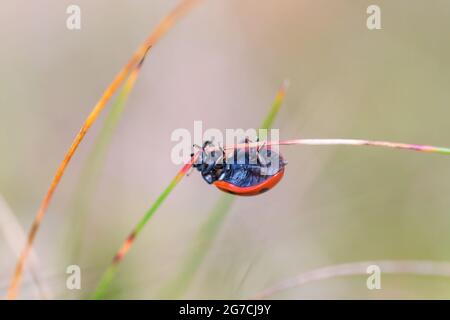 Ladybird climbing on a straw up and down Stock Photo
