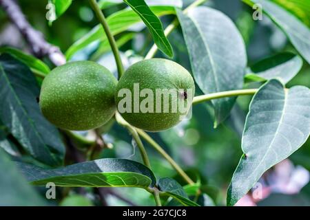 Two green walnuts close-up on a tree among the leaves in summer. Natural background Stock Photo