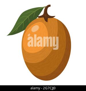 Fresh whole sapodilla fruit isolated on white background. Summer fruits for healthy lifestyle. Organic fruit. Cartoon style. Vector illustration for a Stock Vector