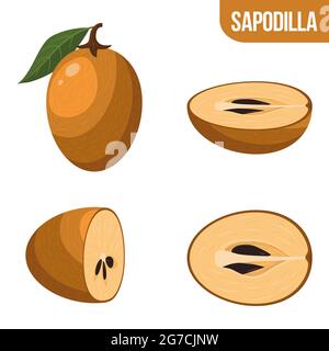 Set of fresh whole, half, cut slice sapodilla fruits isolated on white background. Summer fruits for healthy lifestyle. Organic fruit. Cartoon style. Stock Vector