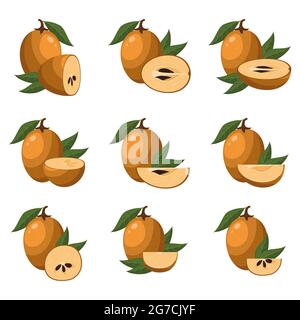 Set of fresh whole, half, cut slice sapodilla fruits isolated on white background. Summer fruits for healthy lifestyle. Organic fruit. Cartoon style. Stock Vector