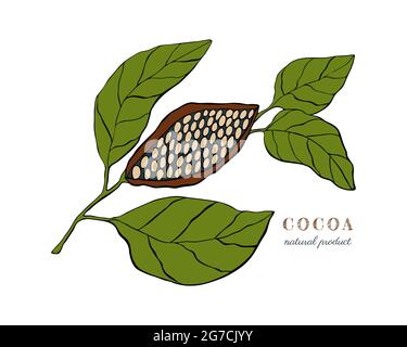 Cocoa plant with fruit and leaves, hand drawing, doodling, black outline silhouette, isolated on white background. Vector illustration Stock Vector