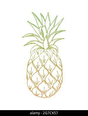 Pineapple doodling, ananas, color orang green gradient contour hand drawing, on a white background, isolated. Vector Stock Vector