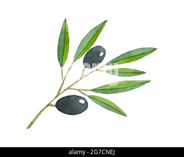 Branch of olives fruits with leaves, watercolor, with an inscription. Hand drawing. Vector illustration Stock Vector