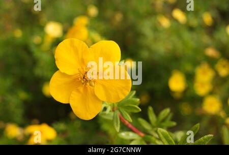 One yellow cinquefoil flower. Other flowers are unfocused in the background. Potentilla fructicosa Stock Photo