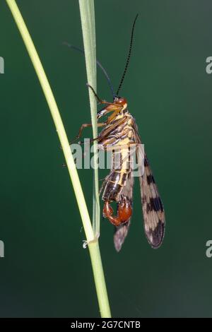 Male Scorpion-fly (Panorpa meridionalis) on a leaf Stock Photo