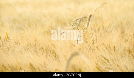 Crops (wheat of barley) plantation with some spikes growing over the field Stock Photo