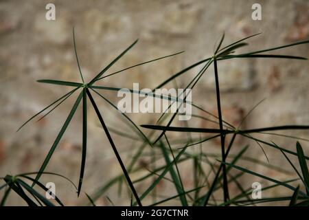 bright papyrus paper texture with border Stock Photo - Alamy