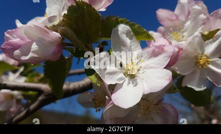 Close up of cherry blossoms on branch with leaves in springtime Stock Photo
