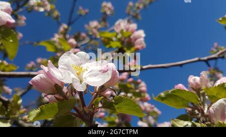 Close up of cherry blossoms on branch with leaves in springtime Stock Photo