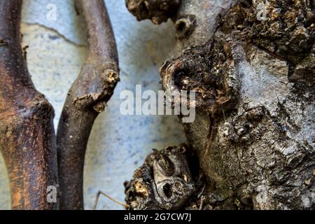 Branches on a white worn out wall Stock Photo