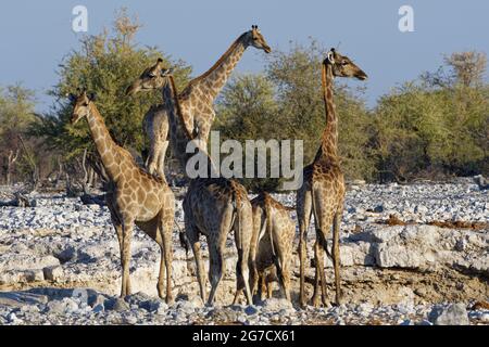 Namibian giraffes (Giraffa camelopardalis angolensis), herd with young at the waterhole in the evening sun, Etosha National Park, Namibia, Africa