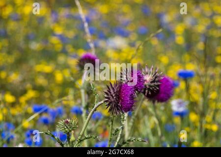 Close up of thistles in wild flower field with blurred background. Stock Photo