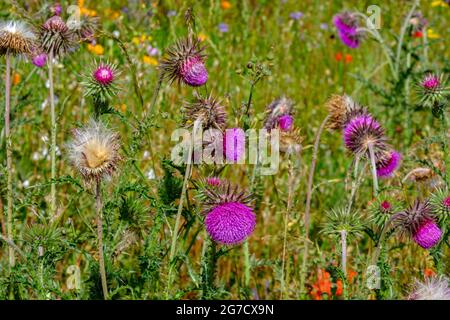 Close up of thistles in a field of wild flowers. Stock Photo