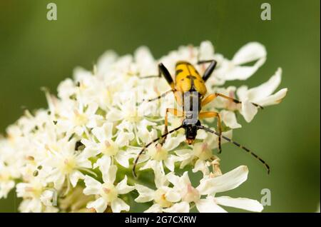 rutpela maculata, spotted longhorn, perched on a flower head, UK, summer 2021 Stock Photo