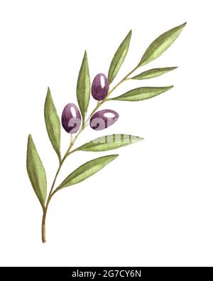Watercolor green olives collection. Ripe fruits on branch with leaves ...