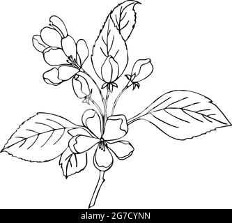 Cherry sakura branch with flowers, doodling style, contour hand drawing. Vector illustration Stock Vector