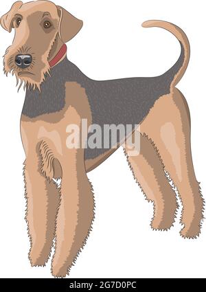 Dog breed Airedale isolated on white background. Stock Vector