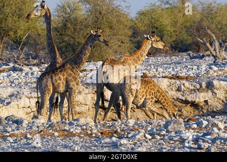 Namibian giraffes (Giraffa camelopardalis angolensis), mother with young drinking at the waterhole in the evening sun, Etosha NP, Namibia, Africa