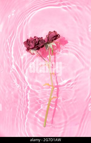 Beautiful wilted rose floating in water on pastel pink background. Under bright summer sun. Minimal summer concept. Valentines, Mother's day, women's Stock Photo