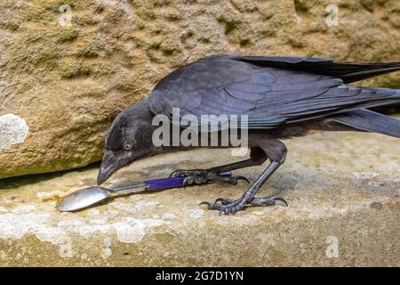 Jackdaw Corvus monedula. By repuation, any object of a shiny, reflective kind may be of interest to members of the crow family, Juvenile bird.Play ob. Stock Photo