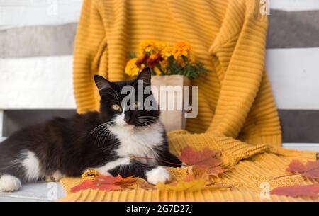 black and white cat with yellow eyes is lying on a white wooden bench on a mustard-colored knitted sweater. autumn maple leaves lie nearby, in the bac Stock Photo