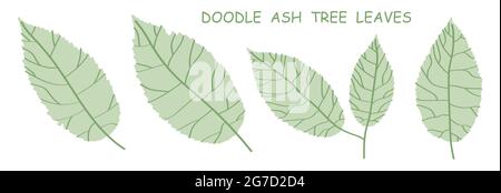 doodle ash tree leaves isolated on white background. Autumn fallen leaves of ash tree. Vector Stock Vector