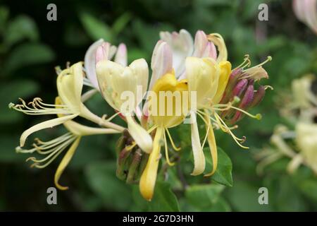 Close-up of Honeysuckle flowers or Woodbine (Lonicera periclymenum) Stock Photo