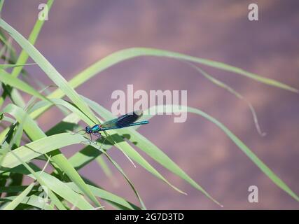 A male banded demoiselle (Calopteryx splendens) damselfly perching on a blade of grass beside a stream.