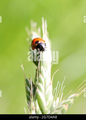 Close-up portrait of a seven-spot ladybird (Coccinella septempunctata) on a green ear of wheat in the countryside in late spring Stock Photo