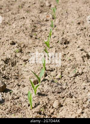 A farmer's new crop starting to grow in rows in the soil of a field. Shot vertically. Stock Photo