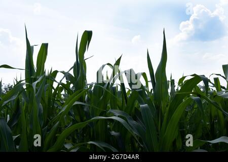 Young leaves of corn on the background of the sky Stock Photo