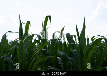 Young leaves of corn on the background of the sky Stock Photo